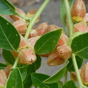 Ashwagandha 30+ Heirloom Seeds - Indian Ginseng, Ayurvedic Medicinal Herb, Open Pollinated, Non-GMO immagine 8