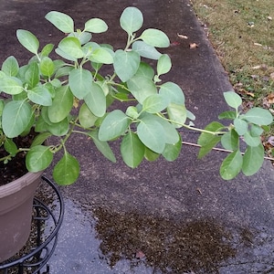 A potted Ashwagandha plant with green leaves is placed on a concrete surface, with a grassy area visible in the background.