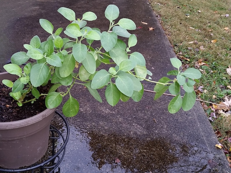 A potted Ashwagandha plant with green leaves is placed on a concrete surface, with a grassy area visible in the background.