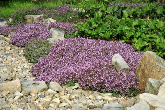 Seeds by Greenlane Gardens Herb of Courage Perennial It Makes for Excellent Coverage and so Easy for Rock Garden Sold and Shipped Within Canada Organic Creeping Thyme Herb 100
