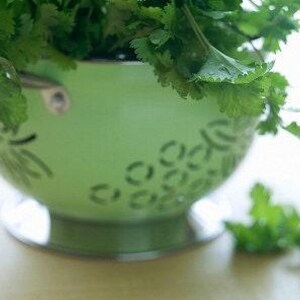 Slow Bolt Cilantro Seeds, Heirloom Herb (Non-GMO, Organic) image 9