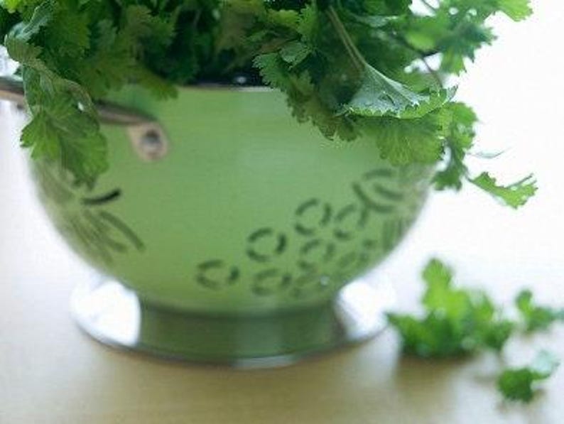 Slow Bolt Cilantro Seeds, Heirloom Herb (Non-GMO, Organic) image 9