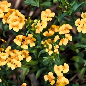 Mexican Mint, Mexican Tarragon Herb Seeds - Ancient Medicinal & Culinary Herb, Easy to Grow Marigold Tea Garden (Tagetes lucida)