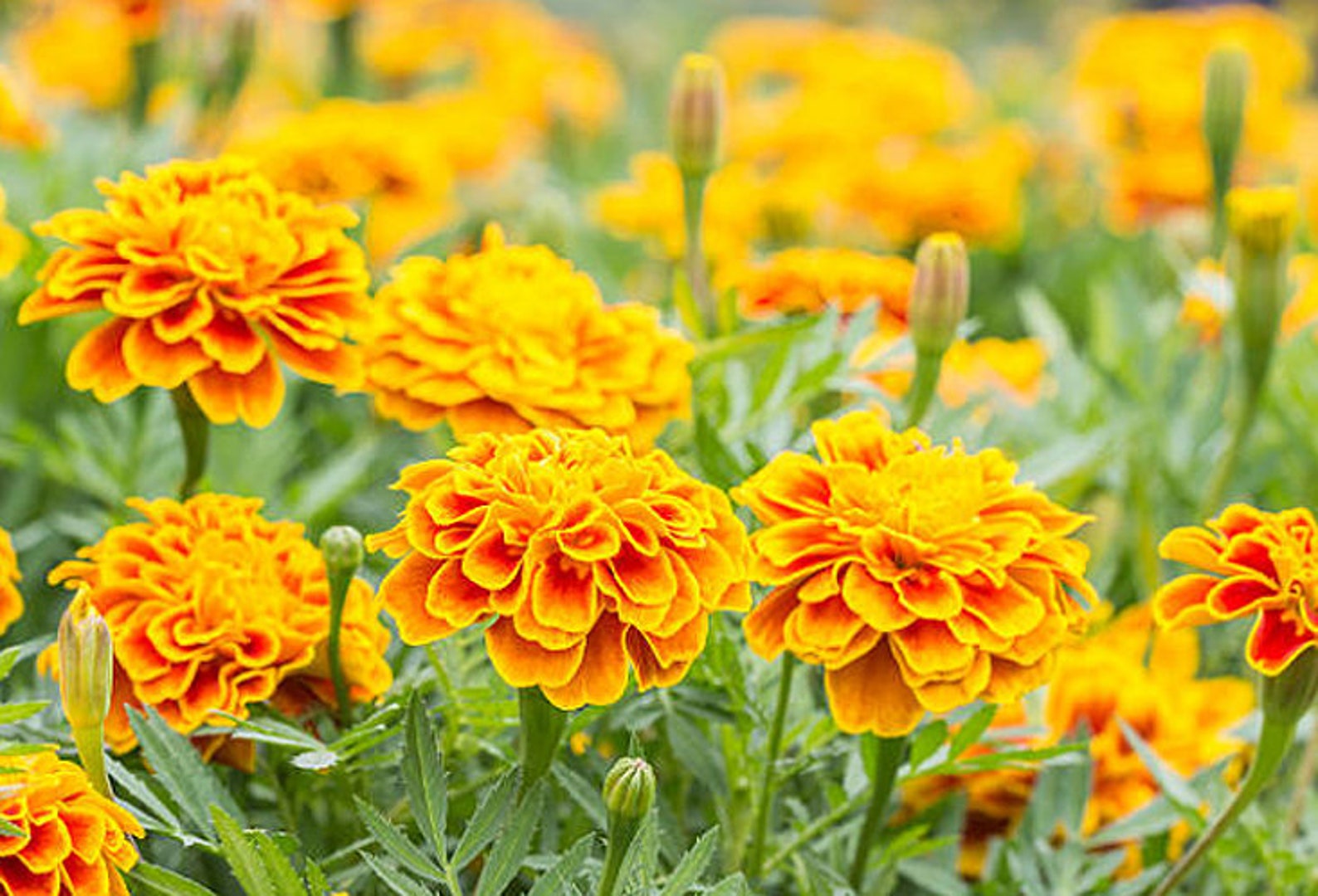 Heirloom Marigold Sparky French Mix Organic Flower Seed Garden Etsy