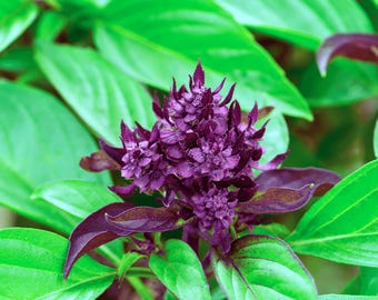 Heirloom Cinnamon Basil Seeds - Organic, Non-GMO