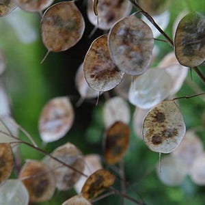 Money Plant Flower Seeds: Heirloom Lunaria, Silver Dollar, Pollinator Garden image 5