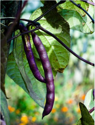 Heirloom Louisiana Purple Pod Bush Bean Seeds Organic - Etsy UK