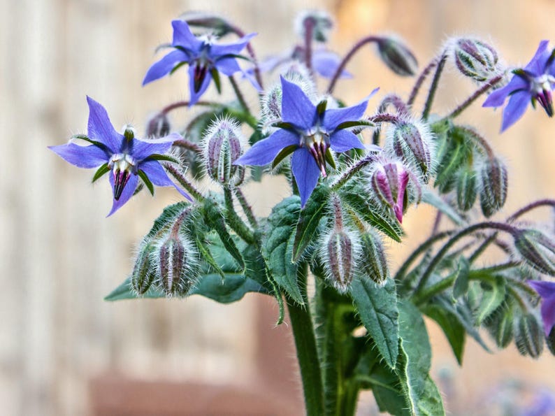 NimbleNitecap Borage Herb Seeds - Thumbnail 2
