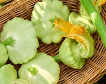 Bennings Green Tint Squash Seeds : Courge d'été Patty Pan Heirloom