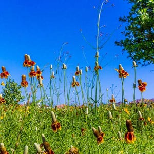 Mexican Hat Flower Seeds: Heirloom Prairie Coneflower, Native Wildflower image 9