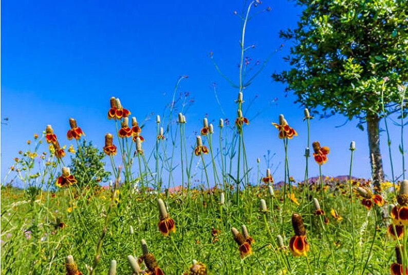 Mexican Hat Flower Seeds: Heirloom Prairie Coneflower, Native Wildflower image 9