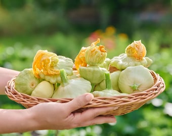 Squash, Bennings Green Tint Seeds - Heirloom Vegetable, Bush Summer Squash, Easy to Grow, Open Pollinated, Non-GMO