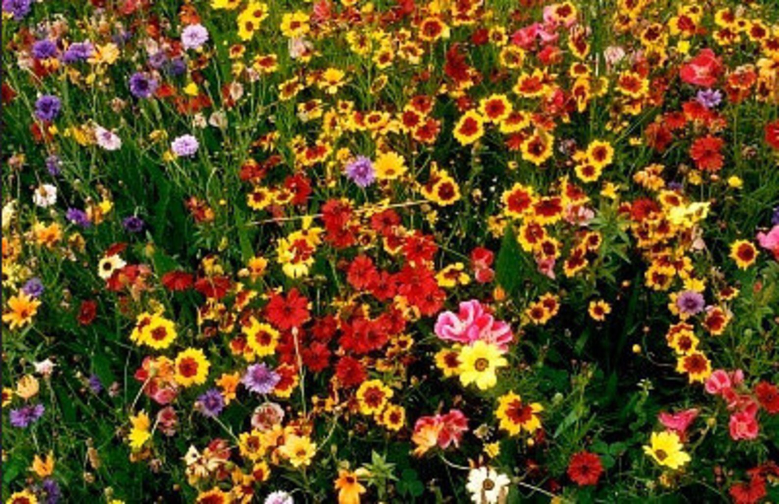 Heirloom Cut Flower Mix Wildflower Seeds Organic Garden Etsy