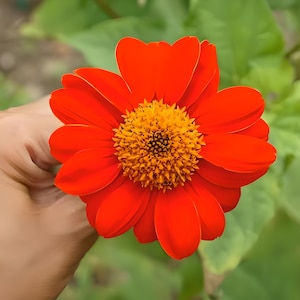 Mexican Torch Heirloom Sunflower Seeds - Golden Flower of the Aztecs, Attracts Butterflies & Hummingbirds
