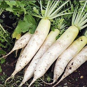 Daikon Japanese Minowase Heirloom Radish Seeds - Organic, Non-GMO