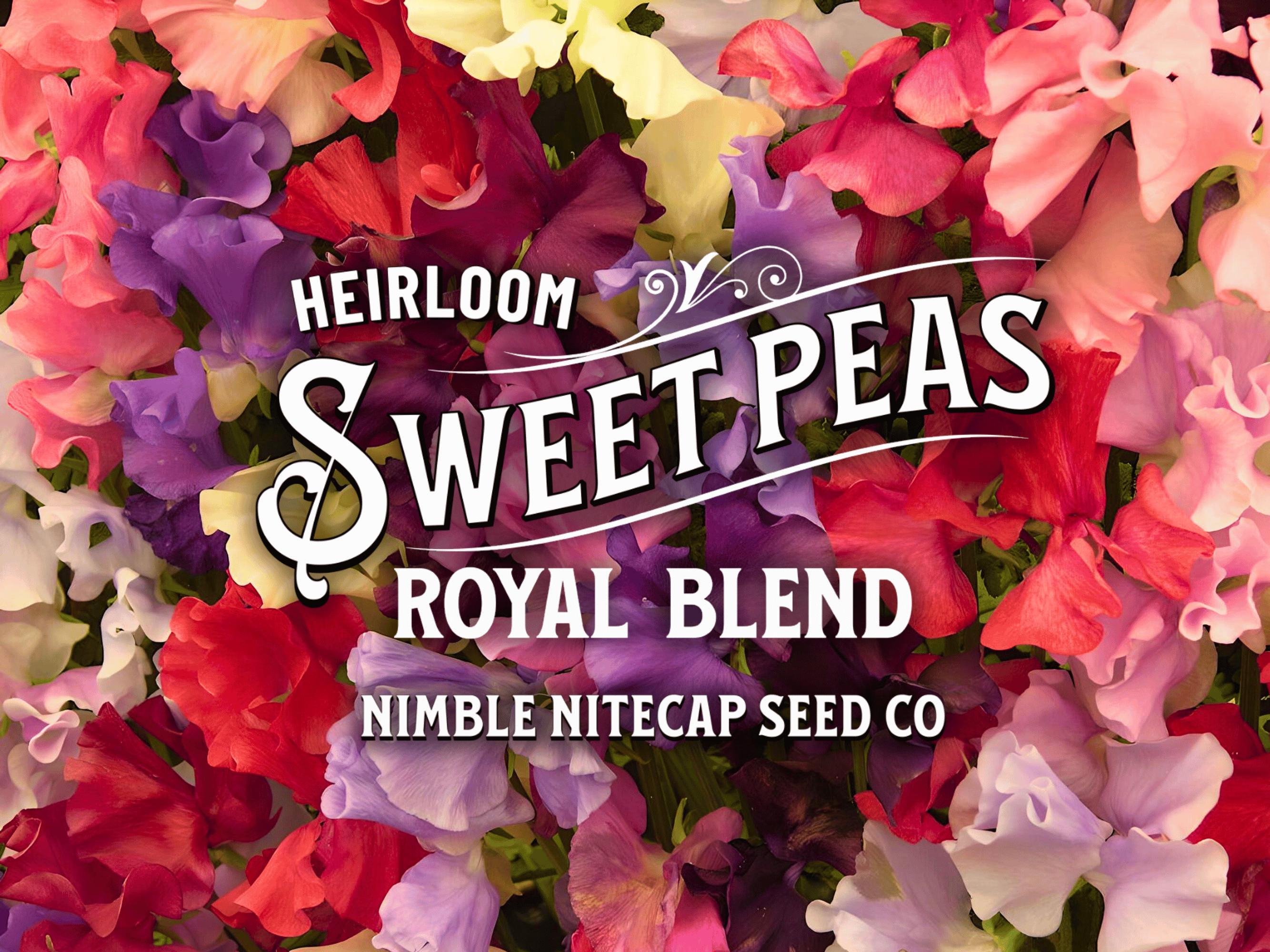 Sweet Pea 'Royal Family' Mixed Color Seeds - Heirloom, Fragrant Vine, Non-GMO, 50 Count
