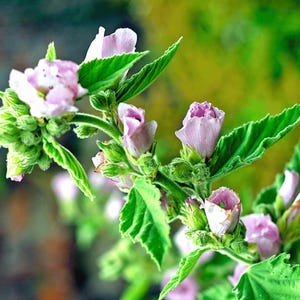 a close up of a pink Medicinal Marshmallow flower with green leaves