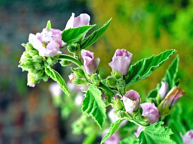 a close up of a pink Medicinal Marshmallow flower with green leaves