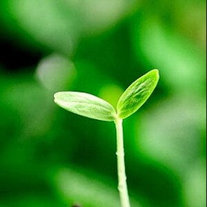 Heirloom French Horticultural Half Runner Bean Seeds - Organic, Non-GMO Bild 9