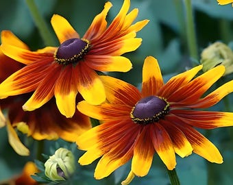 Black-Eyed Susan Heirloom Flower Seeds - Gloriosa Daisy, Native Wildflower