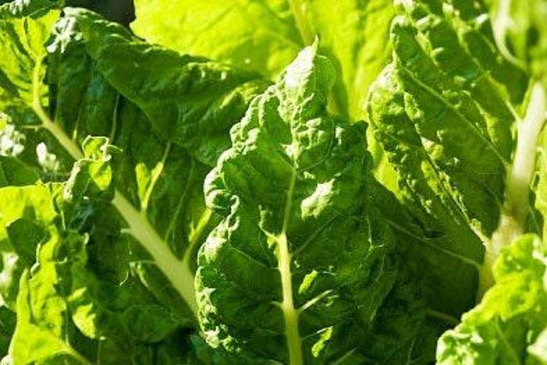 Lucullus Swiss Chard Seeds - Thumbnail 3