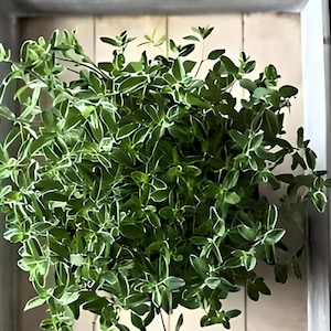 Heirloom Sweet Marjoram Herb Seed Garden Organic Non Gmo Container Friendly