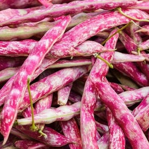 Heirloom French Horticultural Half Runner Bean Seeds - Organic, Non-GMO Bild 2
