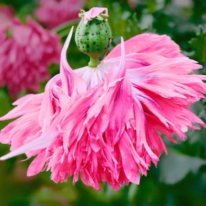 Poppy, Ballerina Mix Heirloom Flower Seeds