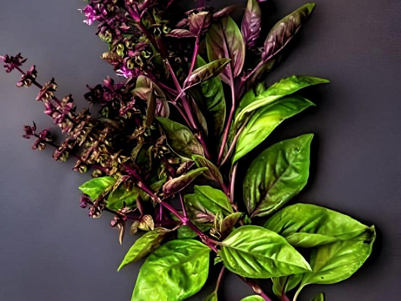 NimbleNitecap Thai Basil Seeds - Thumbnail 2