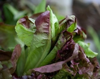 Heirloom Parris Cimmaron Romaine Lettuce Seeds - Organic, Non-GMO