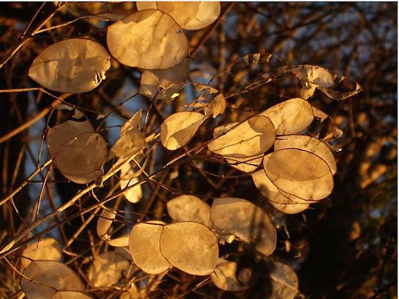 Honesty Plant Seeds: Silver Dollar, Purple Flowers, Heirloom Lunaria image 8