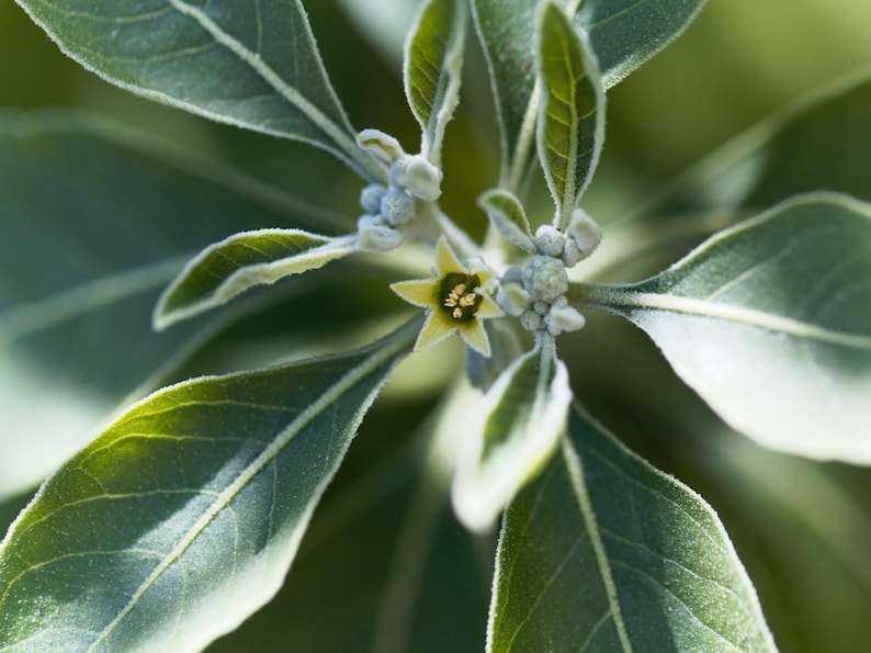 A close-up view of a green Ashwagandha leaf with a yellow flower growing on it, surrounded by other green leaves.