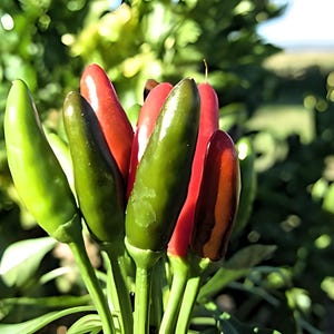 Tabasco Heirloom Hot Pepper Seeds