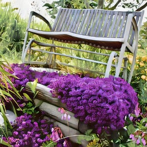 Creeping Thyme 300+ Seeds - Heirloom Herb, Culinary & Medicinal, Fragrant Ground Cover,  Open Pollinated, Non-GMO (Thymus Serpyllum)