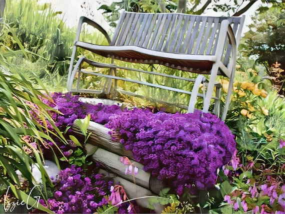 Creeping Thyme 300+ Seeds - Heirloom Herb, Culinary & Medicinal, Fragrant Ground Cover, Open Pollinated, Non-GMO