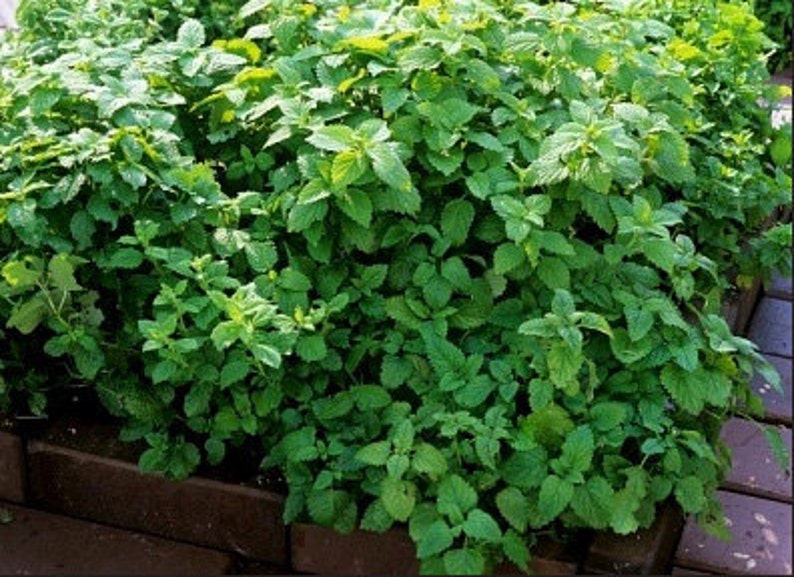 Heirloom Lemon Balm Herb Seed Garden Organic Non Gmo Container Friendly image 3