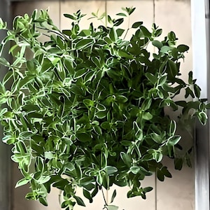 Heirloom Sweet Marjoram Herb Seeds -  Organic, Non-Gmo, Container Friendly