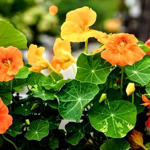 Dwarf Nasturtium Jewel Mix Heirloom Flower Seeds
