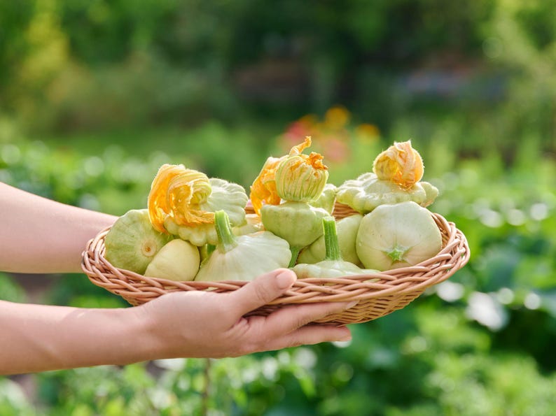NimbleNitecap Patty Pan Summer Squash Seeds - Thumbnail 3