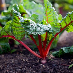 Heirloom Ruby Red Swiss Chard Seeds image 6