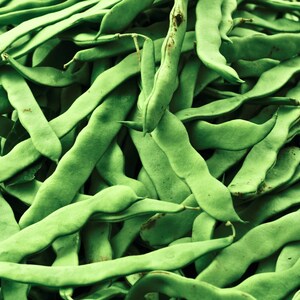 A close-up image of a pile of fresh green beans, with their long, slender pods visible.