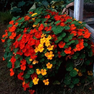 Nasturtium, Tall Mix Heirloom Flower Seeds - Great for Containers & Hanging Baskets, Edible Flowers
