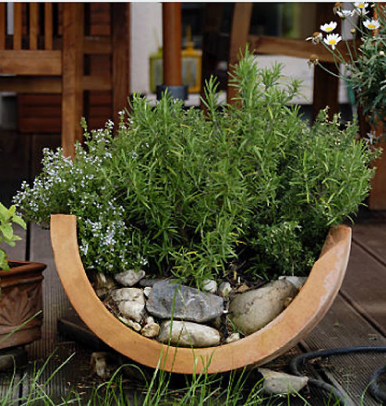 Heirloom Creeping Thyme Elfin Seeds Herb Garden Organic Seed Etsy