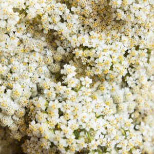 Western White Yarrow Heirloom Native Wildflower Seeds image 3