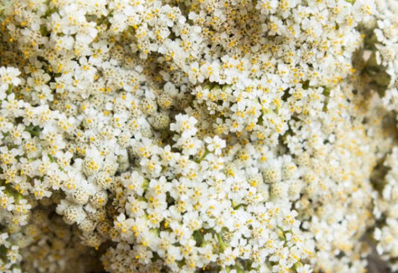 Western White Yarrow Heirloom Native Wildflower Seeds image 3