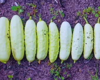 White Wonder Heirloom Cucumber Seeds - Organic, Non-GMO