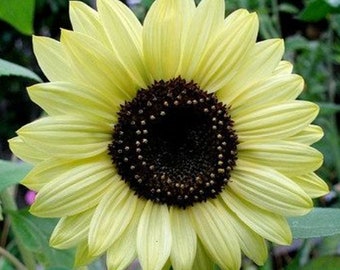 Lemon Queen Sunflower Heirloom Seeds