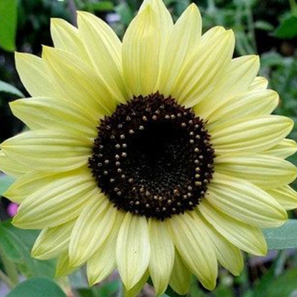 Lemon Queen Sunflower Heirloom Seeds