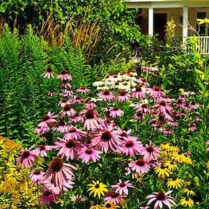 Heirloom Echinacea Purple Coneflower Seeds afbeelding 8