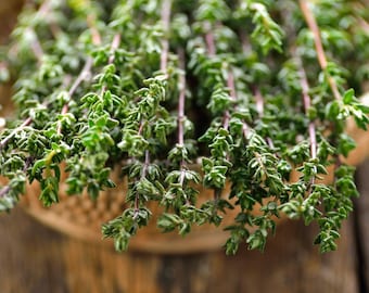 Winter Thyme Heirloom Herb Seeds - Organic, Container Friendly